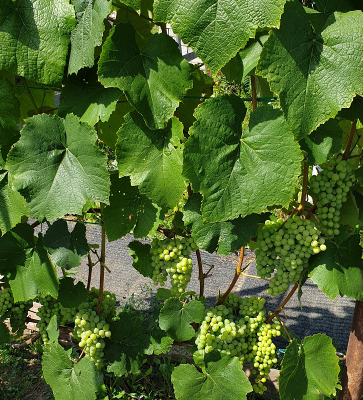 20190814_005917.jpg