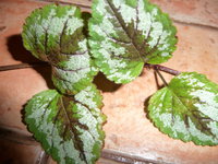 P1020104.JPG