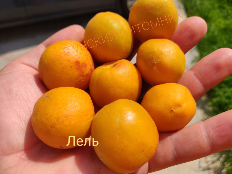 Абрикос Лель