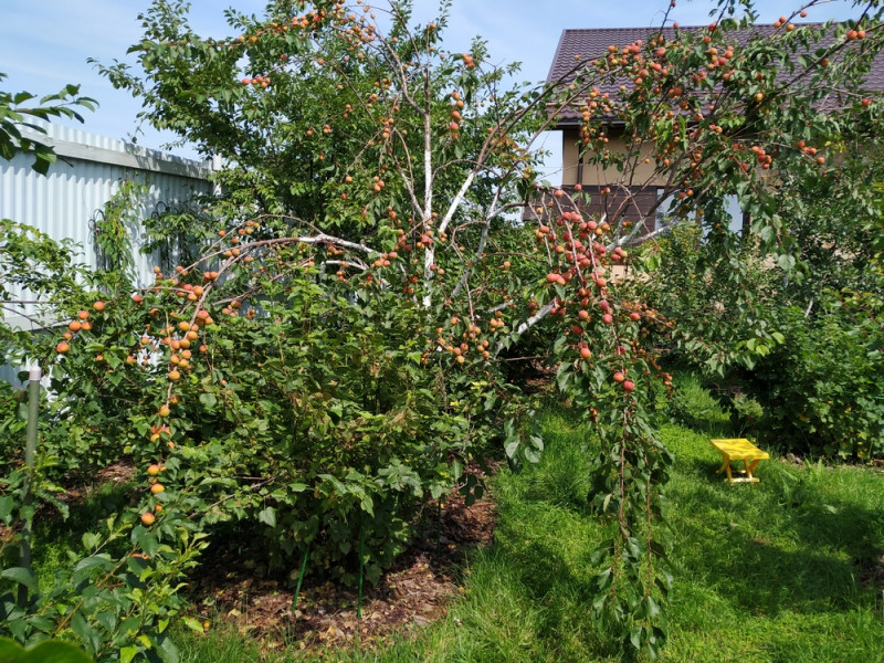 IMG_20190726_112042.jpg
