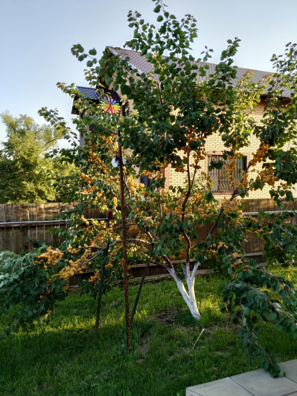 IMG_20190729_191647.jpg