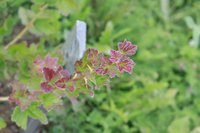 _MG_7577.jpg