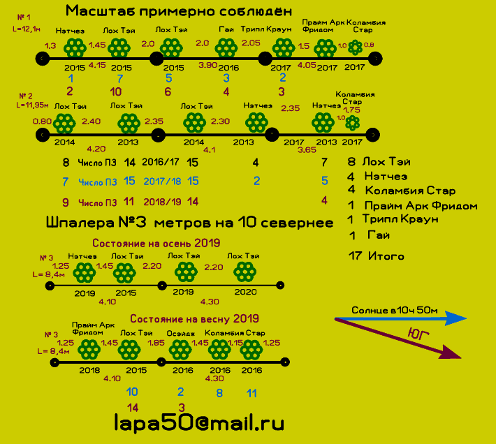 Шпалеры 2019.GIF