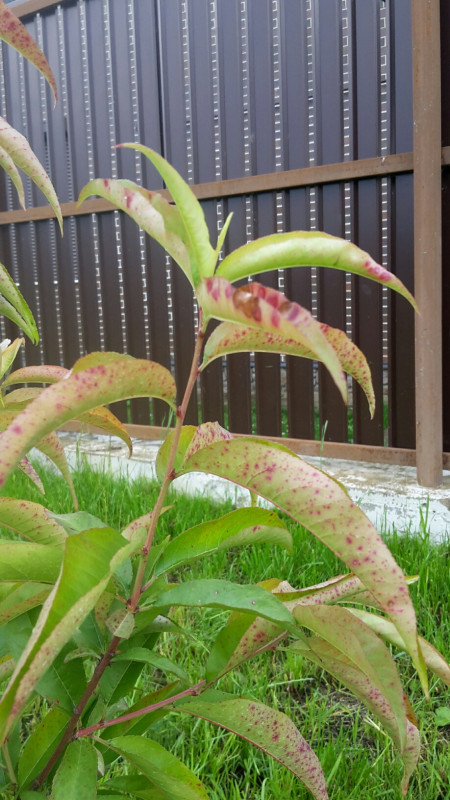 20190725_190601_resized.jpg