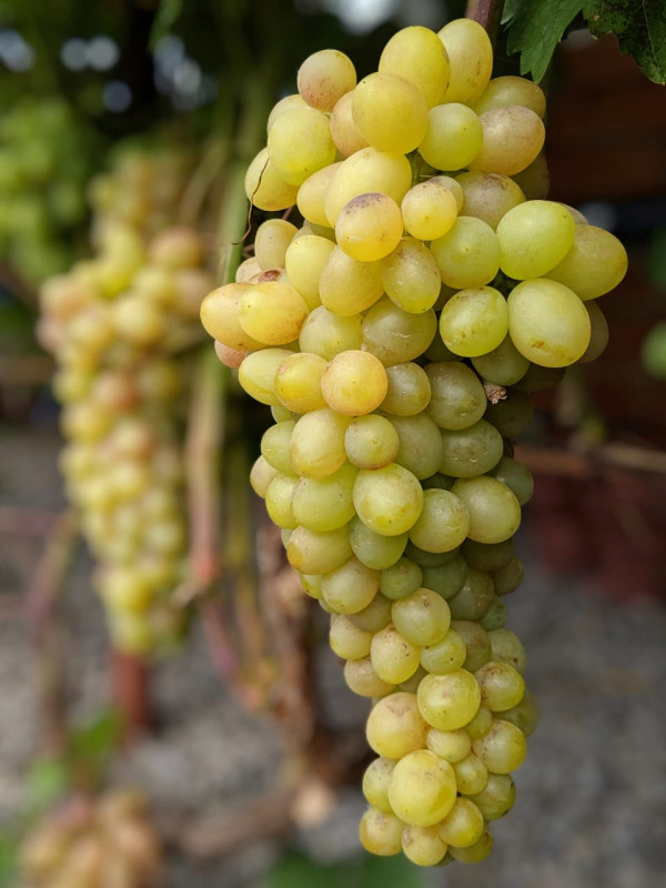 IMG-20190818-WA0006[1].jpg