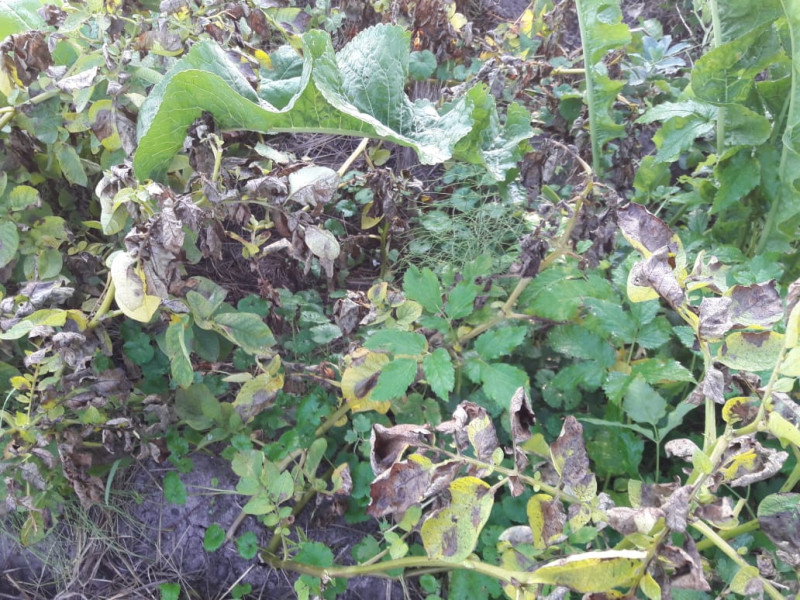 IMG-20190831-WA0022.jpg