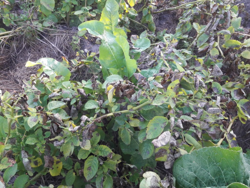 IMG-20190831-WA0015.jpg