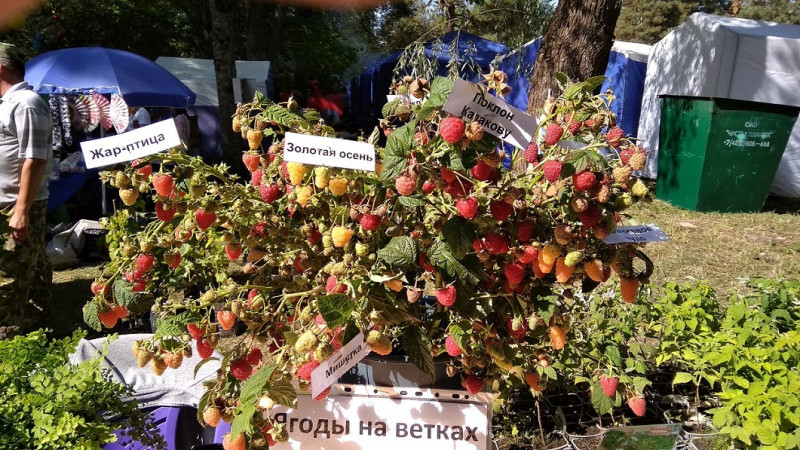 Малина4с.jpg