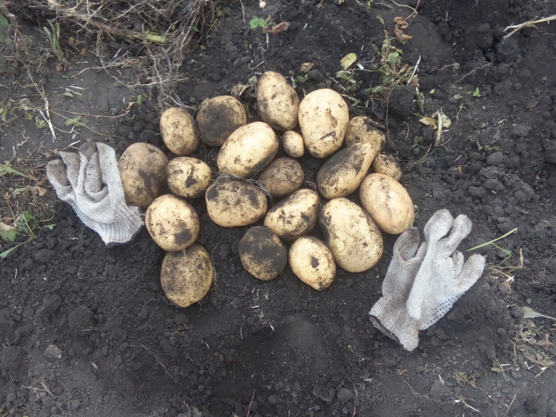 Гусар