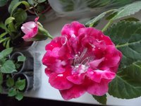 DSCF2018.jpg