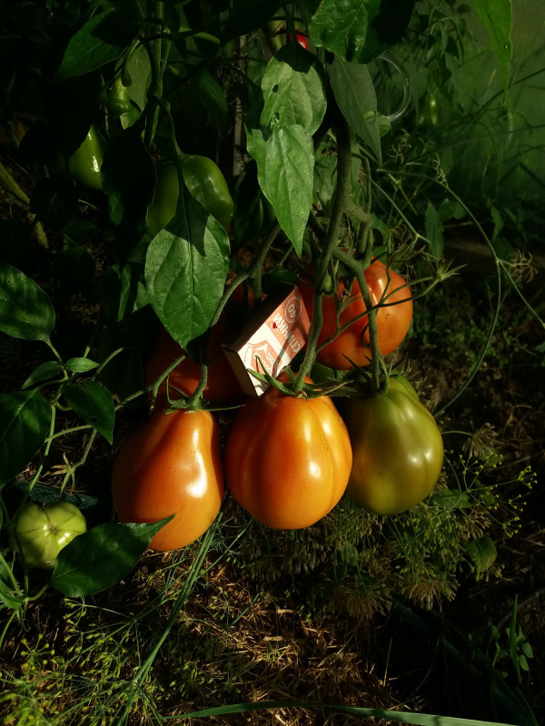 Red Pear Franchi
