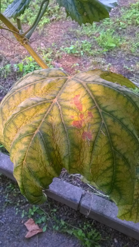 WP_20190907_009.jpg