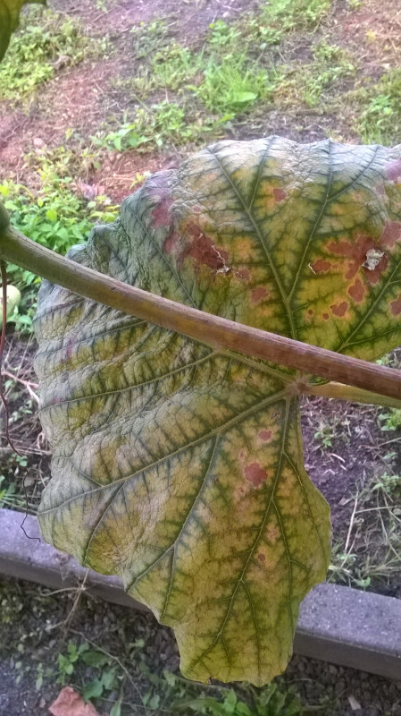 WP_20190907_010.jpg