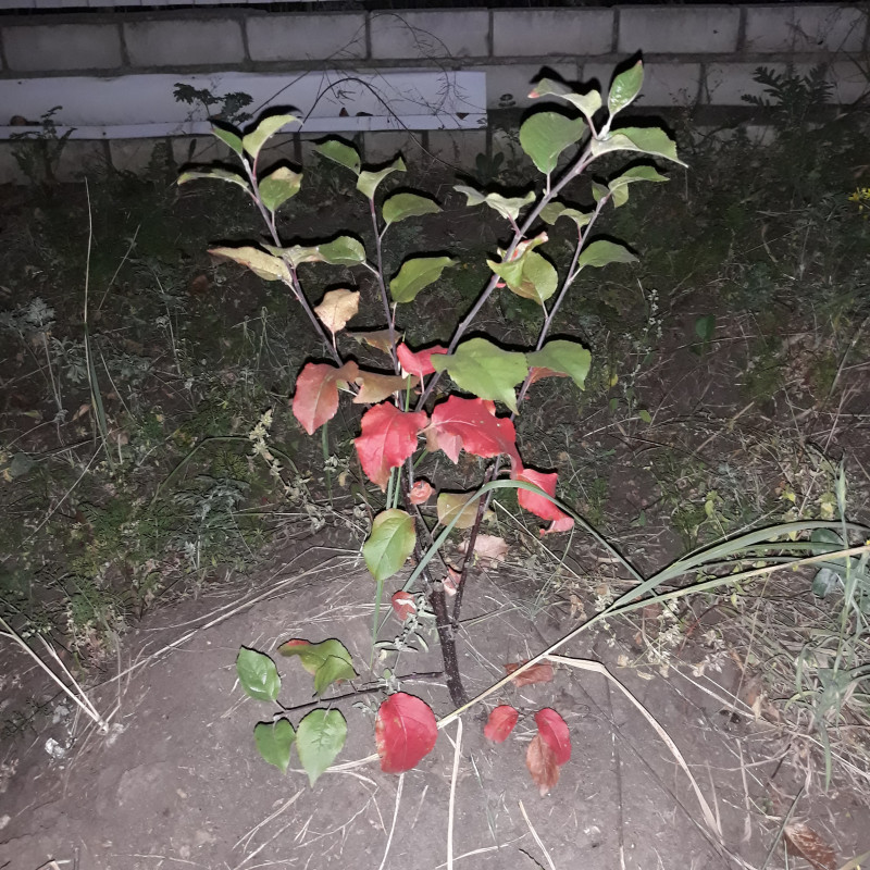 20190906_222417 54-118.jpg