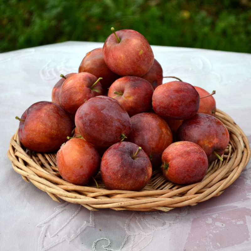Китайка санинская
