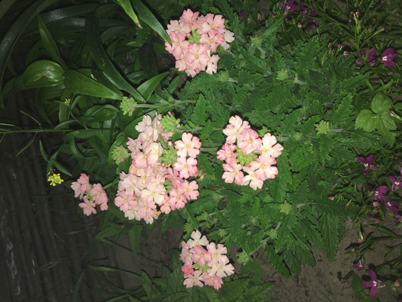 72668D23-7B6E-4A72-BA4B-CD30A45758FC.jpeg