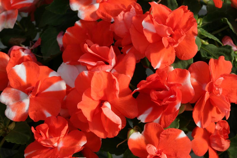 Impatiens_Athena_Orange_Flash-02.jpg