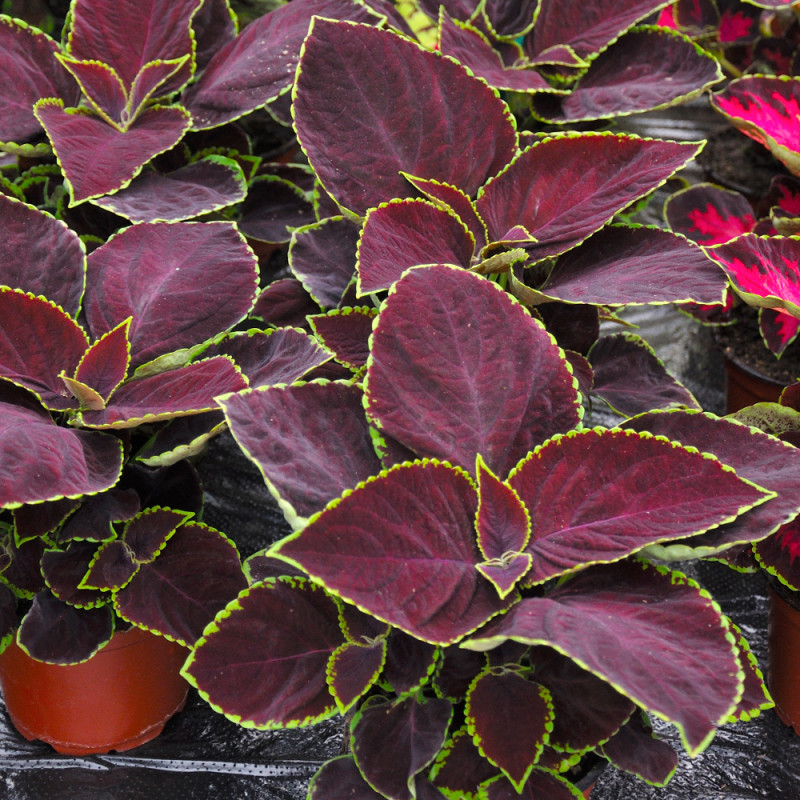 coleus-premiumsun-chocolatemint-square.jpg