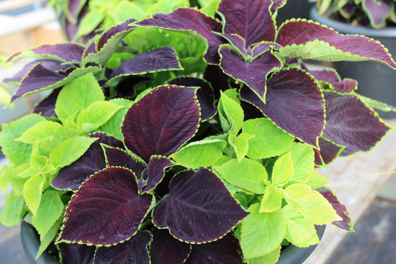 Coleus-Web.jpg