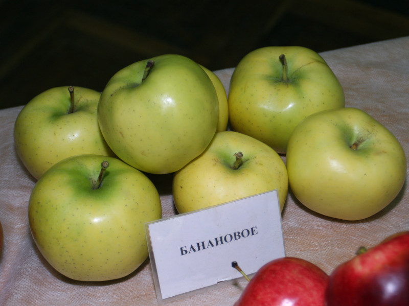 2 ноября 2011г лекция и дегустация яблок в МГУ для желающих