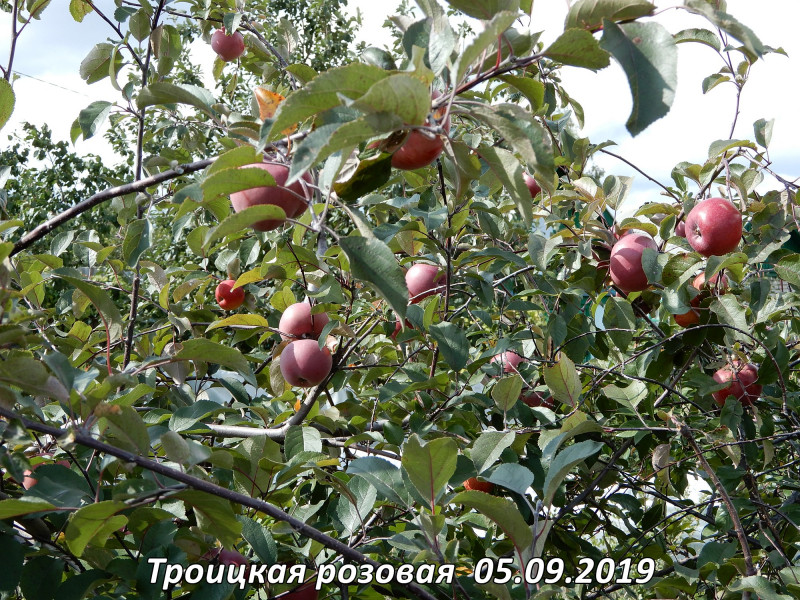 Троицкая розовая  05.09.2019.jpg