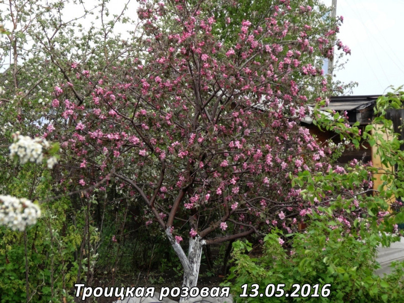 Троицкая розовая  13.05.2016.jpg