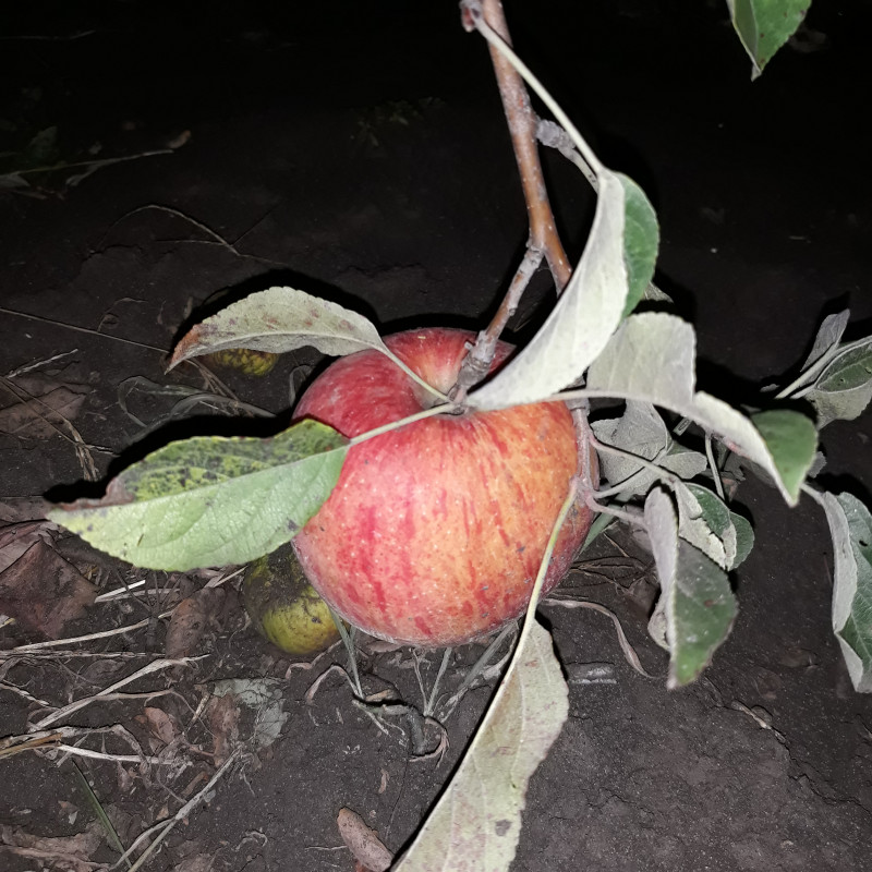 20190906_225617Харалсон.jpg