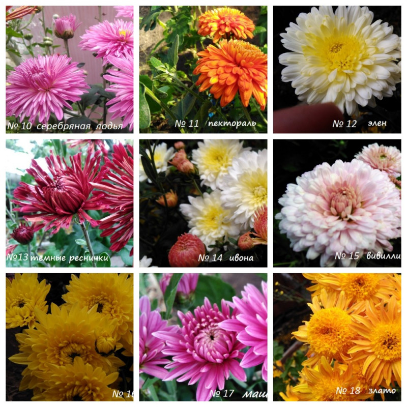 MyCollages (1).jpg