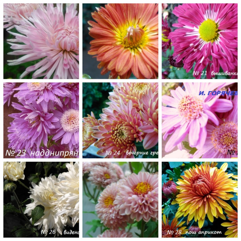 MyCollages (2).jpg