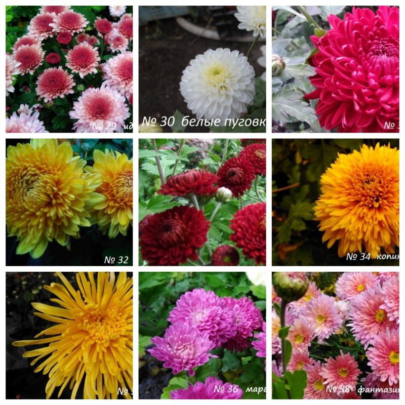 MyCollages (3).jpg