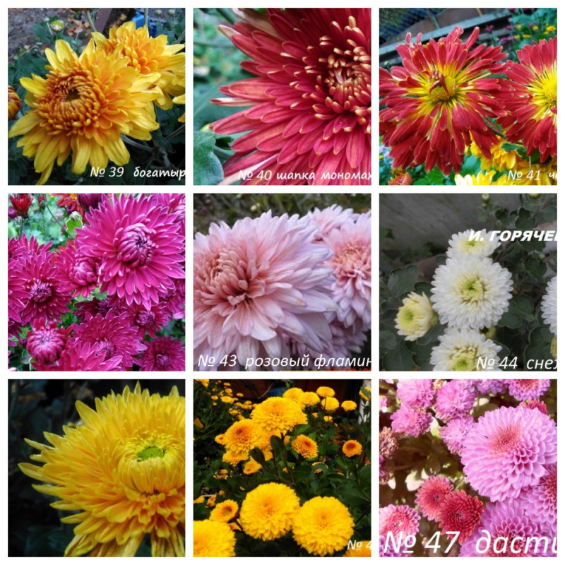 MyCollages (4).jpg