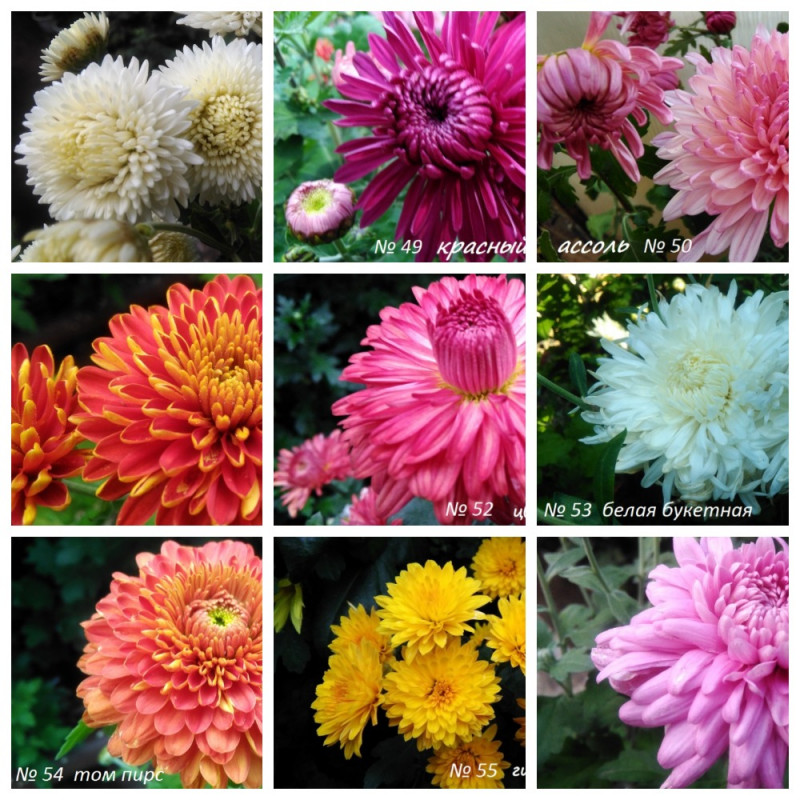 MyCollages (5).jpg
