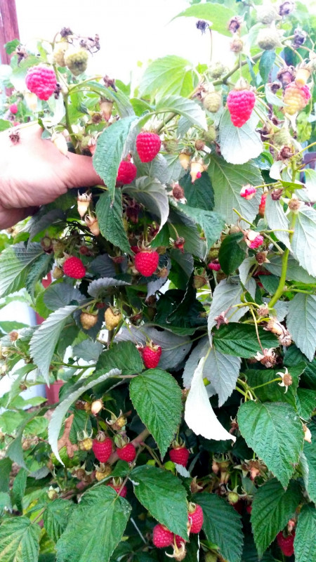 IMG_20191005_172744.jpg