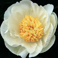 Paeonia-'Cheddar-Gold'-250.jpg