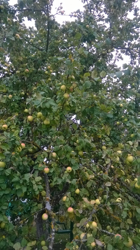 На дереве осталось в разы больше.