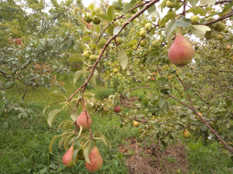плодовые  культуры 230.jpg