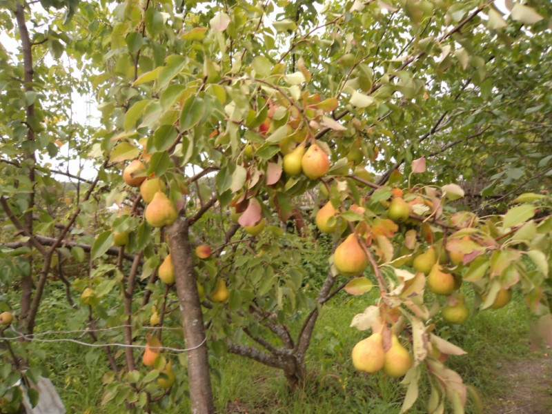 плодовые  культуры 238.jpg
