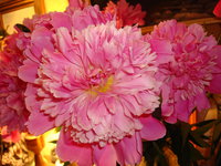 DSC08434.JPG