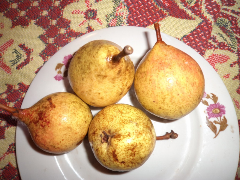 плодовые  культуры 302.jpg