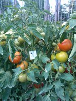 IMG_20130801_114553.jpg