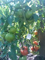 IMG_20130801_115041.jpg