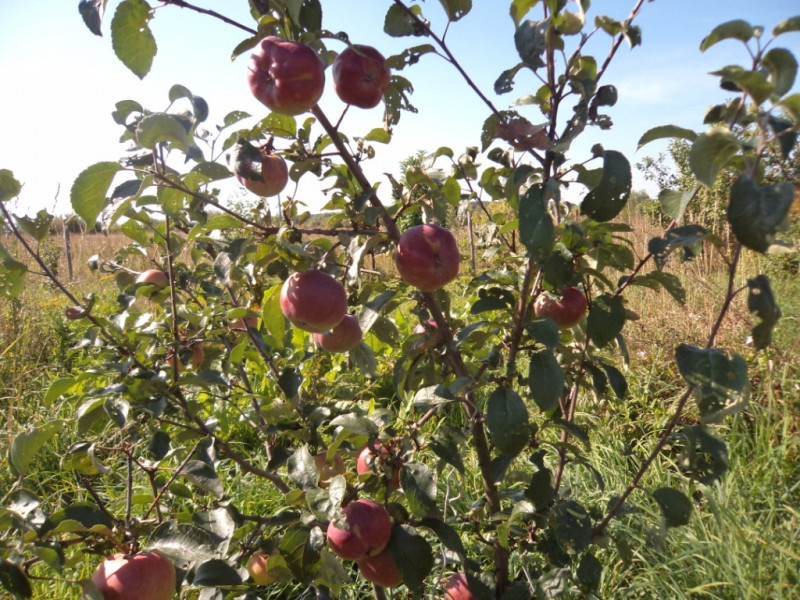 плодовые  культуры 260.jpg