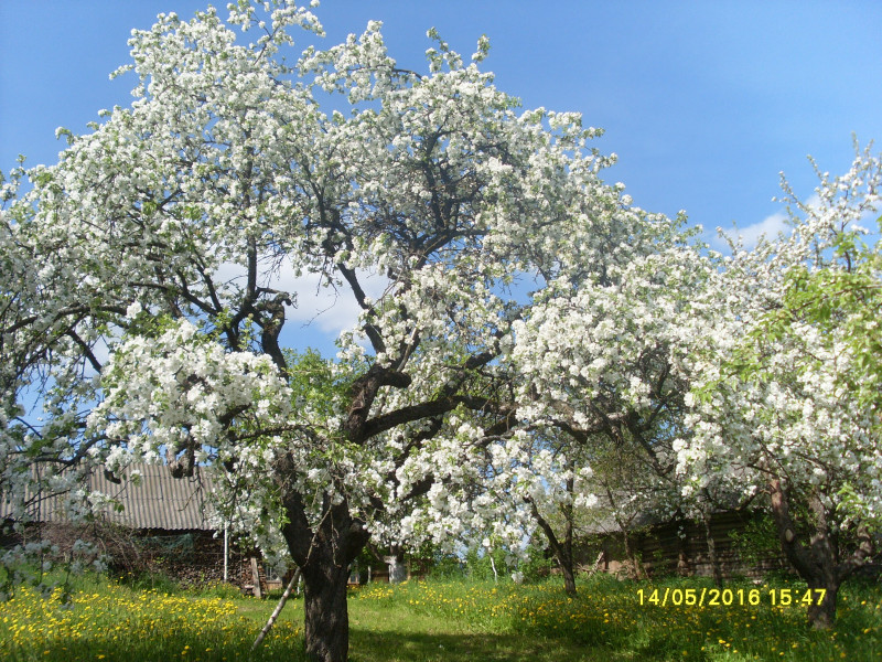 2016-05 02.JPG