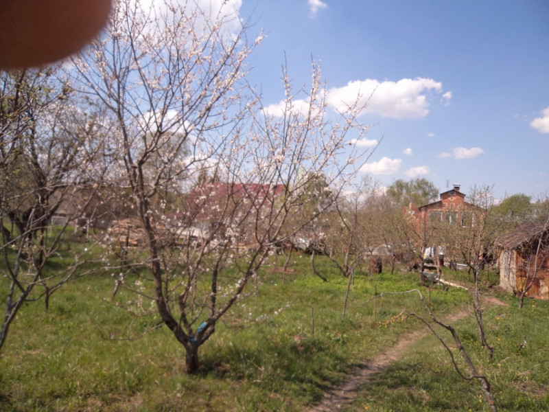 плодовые  культуры 149.jpg