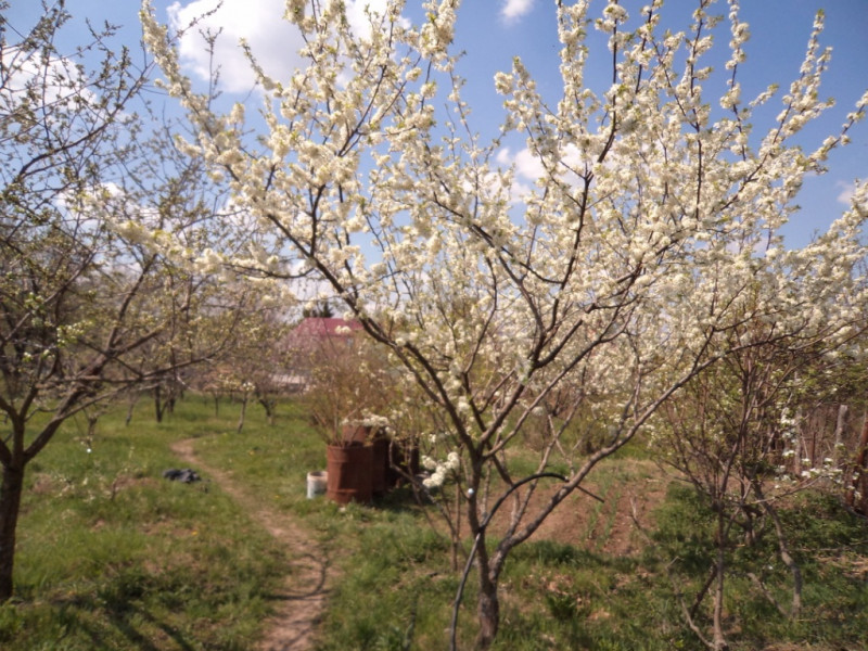 плодовые  культуры 150.jpg