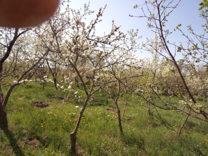плодовые  культуры 160.jpg