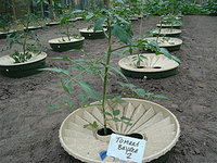 groasis-tomato-plant-350px.jpg