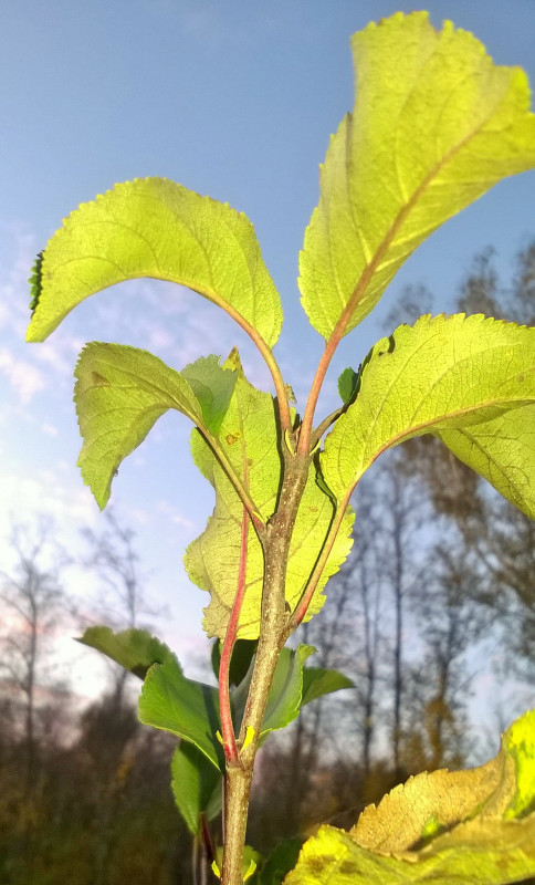 WP_20191014_18_24_31_Pro.jpg