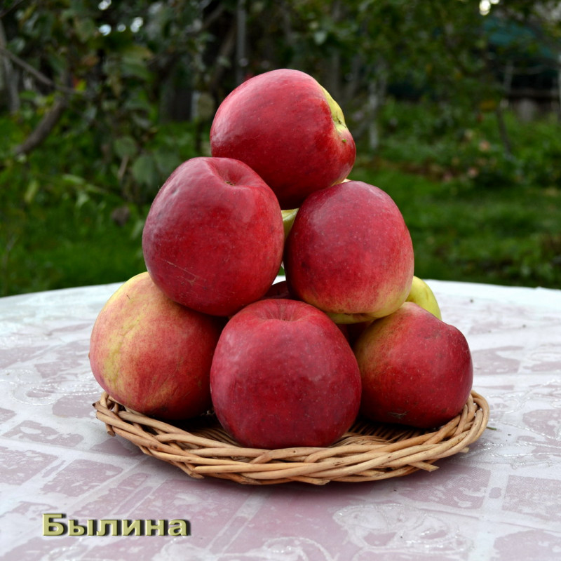 былина_2019_ум.jpg
