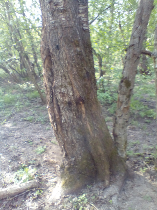 IMG_20190428_175529.jpg